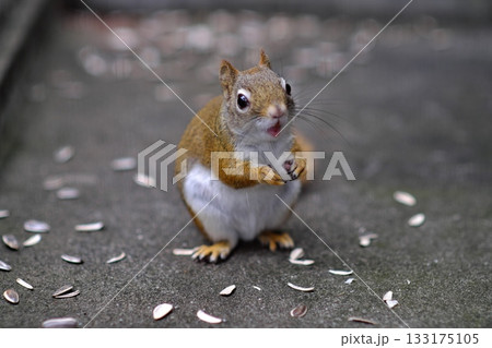 ひまわりの種を食べるアメリカアカリス⑥ ひまわりの種を食べるアメリカアカリス⑥ 133175105