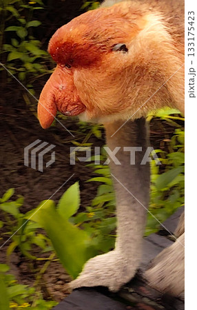 Proboscis Monkeys Nasalis larvatus closeup at Labuk Bay Sanctuary, Borneo 133175423