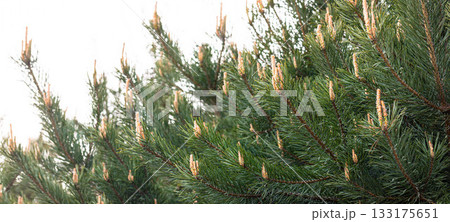Evergreen pine tree branches with new growth and soft green needles Banner 133175651