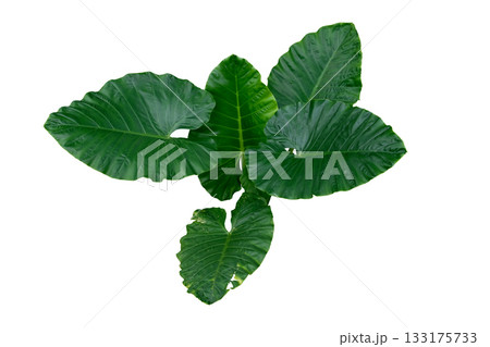 Heart shaped green leaves of Elephant Ear or Giant Taro (Alocasia species) 133175733