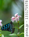 花の蜜を吸うアサギマダラ 133175978