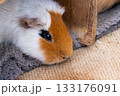 可愛いモルモット 133176091