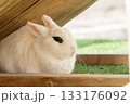 柵の中にいるウサギ 133176092