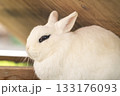 白いうさぎ 133176093