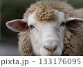 見つめる羊 133176095