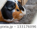 餌を食べるモルモット 133176096