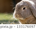 ウサギの耳が可愛い横顔 133176097