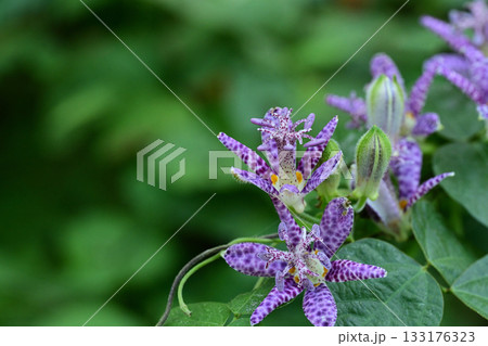 秋の花　ホトトギスの鮮やかな花びら 133176323