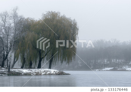 Misty Winter Lake with Bare Trees and Willows 133176446
