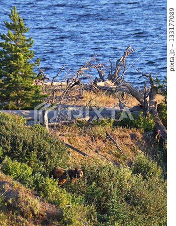 Grizzly Bear in the forest with the lake in the background, Yellowstone National Park, USA 133177089