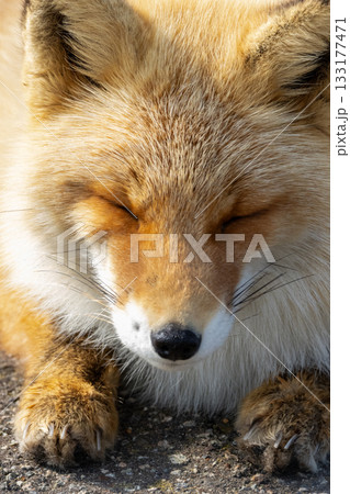 冬の北海道の野付半島の道路に寝そべるキタキツネ 133177471