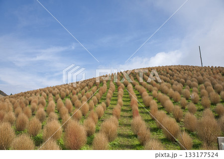 びわこ箱館山　山頂に広がるコキアと空7 133177524