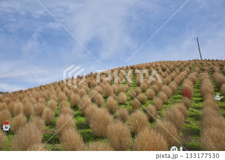 びわこ箱館山　山頂に広がるコキアと空1 133177530