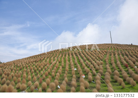 びわこ箱館山 山頂に広がるコキアと空10 びわこ箱館山 山頂に広がるコキアと空10 133177532