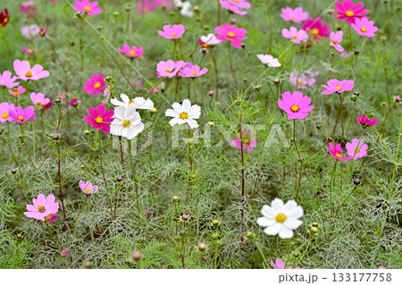 秋の花壇に咲くコスモスの花 秋の花壇に咲くコスモスの花 133177758