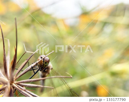 こちらを見つめるトンボのクローズアップ 133177790