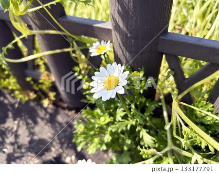 日差しを浴びるノースポールの花 日差しを浴びるノースポールの花 133177791
