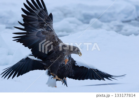 流氷の上で魚を取りあう2羽のオオワシとオジロワシ 133177814