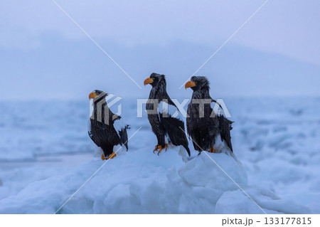流氷の上に立つ3羽のオオワシ 133177815
