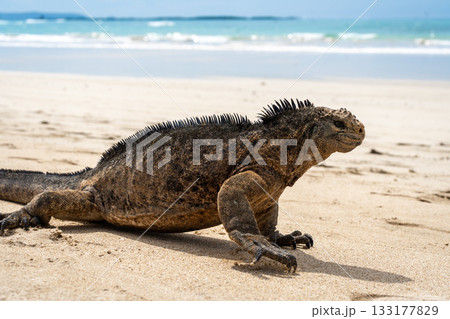 Marine iguana on the sandy shores of Isabela Island, Galapagos Archipelago, Ecuador 133177829