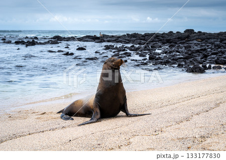 Sea Lion Posing on Playa Loberia Beach Sea Lion Posing on Playa Loberia Beach 133177830
