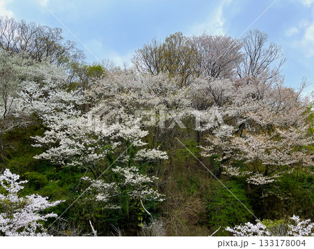 近鉄 西信貴鋼索線 ケーブルカー 高安山駅 から望む 高安山霊園 の桜 近鉄 西信貴鋼索線 ケーブルカー 高安山駅 から望む 高安山霊園 の桜 133178004