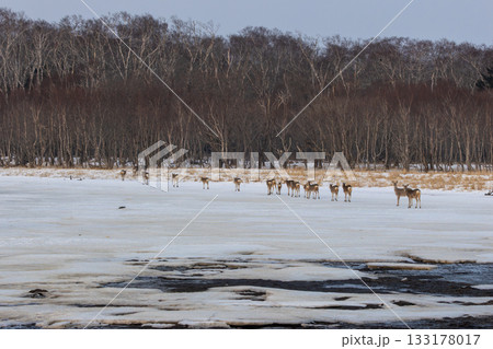 北海道の野付湾の氷の上を列を作って歩くエゾシカの群れ 北海道の野付湾の氷の上を列を作って歩くエゾシカの群れ 133178017