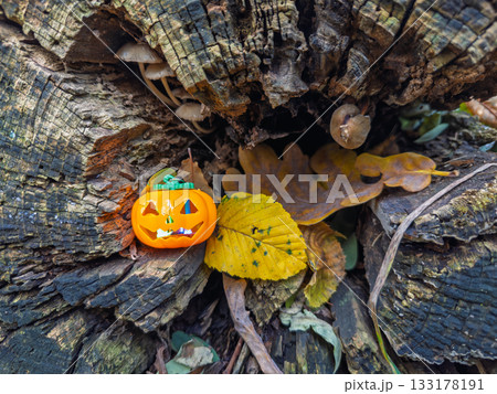Small Halloween pumpkin decoration on old tree stump with autumn leaves and wild mushrooms growing naturally Small Halloween pumpkin decoration on old tree stump with autumn leaves and wild mushrooms growing naturally 133178191