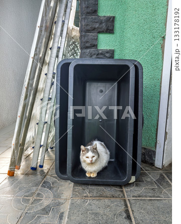 White and gray stray cat sitting inside black plastic storage container on urban construction site 133178192