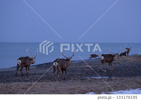 北海道の野付半島の砂浜を歩くエゾシカの雄の群れ 北海道の野付半島の砂浜を歩くエゾシカの雄の群れ 133178195