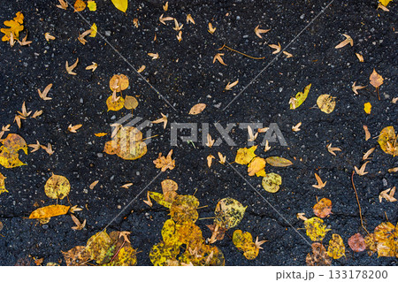 Wet asphalt with scattered yellow leaves top down texture autumn street background ready for copy and design Wet asphalt with scattered yellow leaves top down texture autumn street background ready for copy and design 133178200