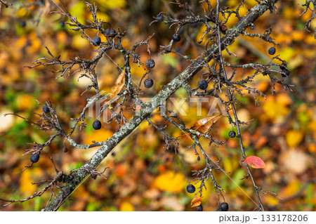 Thorny branch with black berries and lichen closeup moody autumn tones organic texture background for seasonal storytelling Thorny branch with black berries and lichen closeup moody autumn tones organic texture background for seasonal storytelling 133178206