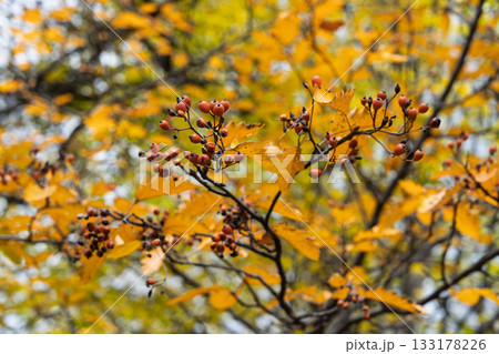 Delicate red berries surrounded by golden leaves gentle blur warm color harmony calm aesthetic nature concept 133178226