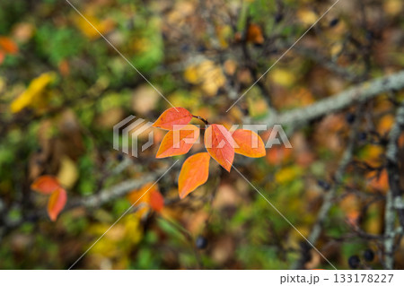 Bright orange leaf cluster on branch shallow depth clean background seasonal color accent for fall design projects Bright orange leaf cluster on branch shallow depth clean background seasonal color accent for fall design projects 133178227