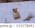 雪が積もる北海道の野付半島の草原のキタキツネ 133178681