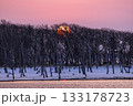 北海道の野付半島の立ち枯れのナラワラの向こうに沈む夕陽 133178723