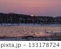北海道の野付半島の立ち枯れのナラワラの向こうに沈む夕陽 133178724