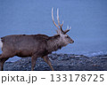 北海道の野付半島の砂浜を歩くエゾシカの雄 133178725