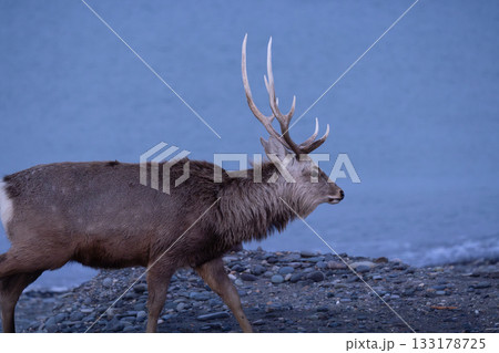 北海道の野付半島の砂浜を歩くエゾシカの雄 133178725