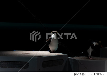 スポットライトに照らされるペンギン 133178927