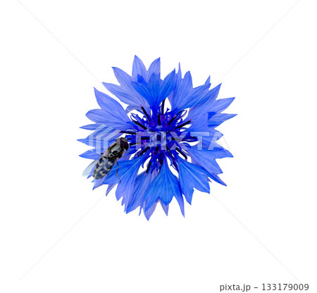 Close up of blue cornflower flower, isolated 133179009