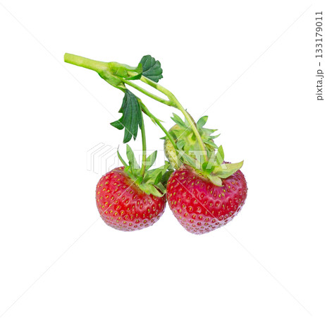 Branch of strawberry plant with leaves, ripe and unripe berries isolated Branch of strawberry plant with leaves, ripe and unripe berries isolated 133179011