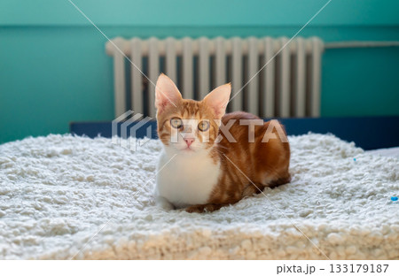 Adorable ginger kitten resting on a soft blanket in a bedroom Adorable ginger kitten resting on a soft blanket in a bedroom 133179187