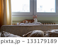 Adorable ginger cat resting near the windows in a living room 133179189