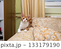 Adorable ginger cat resting on a sofa in a living room 133179190