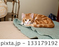 Adorable ginger cat resting on a soft mohair blanket 133179192