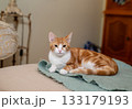 Adorable ginger cat resting on a soft mohair blanket 133179193