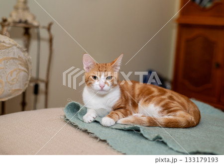 Adorable ginger cat resting on a soft mohair blanket Adorable ginger cat resting on a soft mohair blanket 133179193