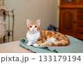 Adorable ginger cat resting on a soft mohair blanket 133179194