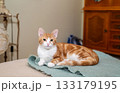 Adorable ginger cat resting on a soft mohair blanket 133179195